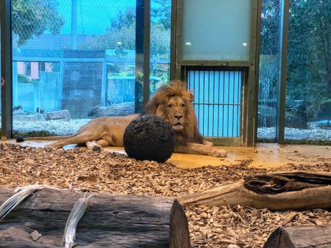 Neben seltenen Tierarten beherbergt der Bergzoo Halle in Sachsen-Anhalt auch Löwen und Tiger. 