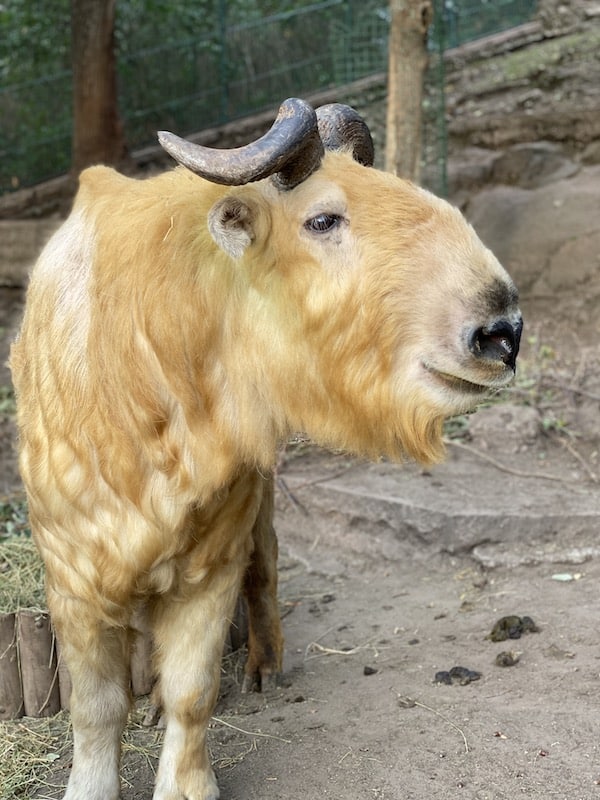 Der Bergzoo Halle in Sachsen-Anahlt ist in seiner Art einzigartig.