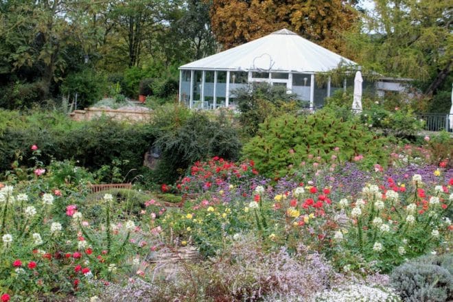 Romantik Pur- Heiraten können sie ebenfalls im Europa Rosarium Sangerhausen Sachsen-Anhalt.