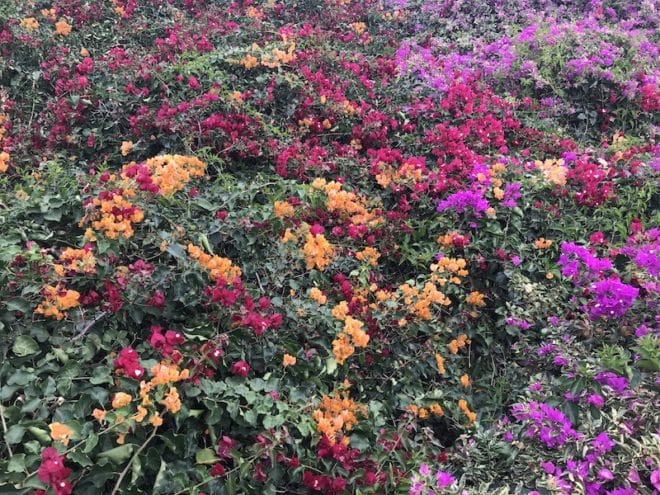 Nicht umsonst heißt die die Insel Madeira auch die "Blumeninsel"