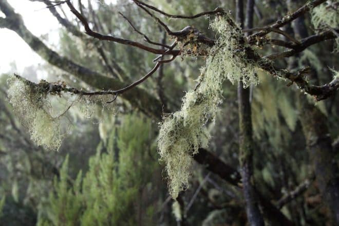 UNESCO-Weltnaturerbe - Viele Bäume auf Madeira sind mit Moosen und Flechten bewachsen. 