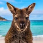 2024-06-06-Australien