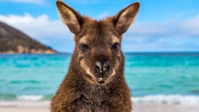 2024-06-06-Australien