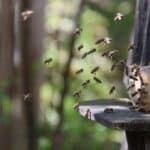 Insektenschutz auf Reisen.