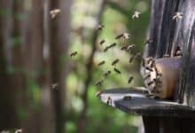 Insektenschutz auf Reisen.