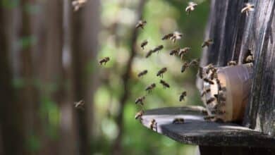 Insektenschutz auf Reisen.